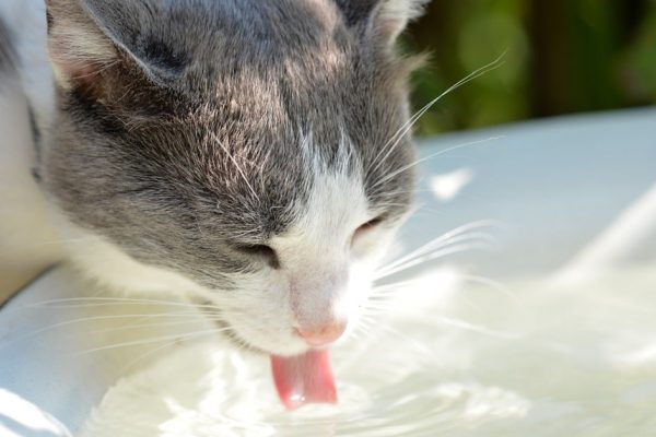 Какую воду запрещено наливать коту