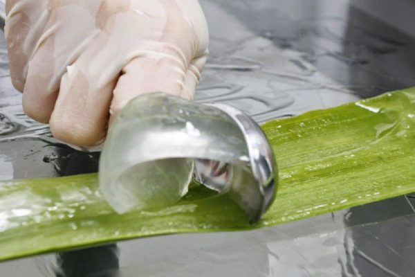 Доктор Столетник! Домашний доктор на подоконнике: 18 причин забыть об аптечных препаратах!