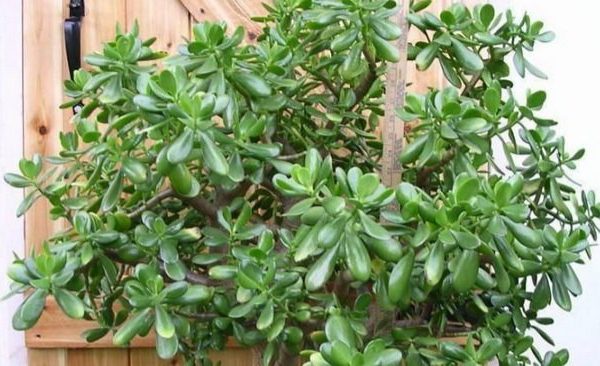 Домашняя аптека на подоконнике: лечебные свойства денежного дерева, о которых ты и не догадывался.