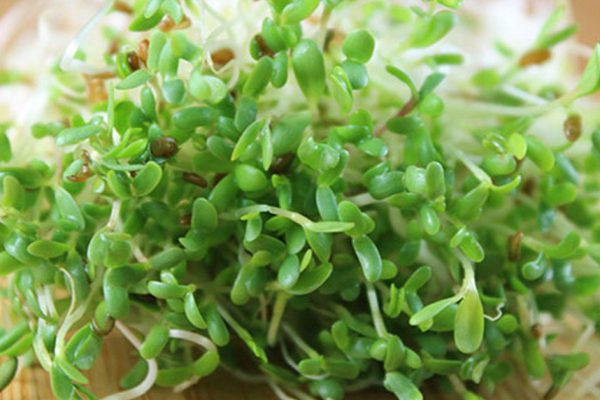 Она замотала банку в марлю, чтобы получить самый ценный продукт…