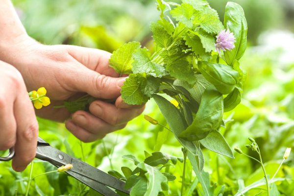 Woman gathers fresh herbs in the garden