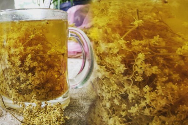 Как применять чай из цветов бузины при простуде