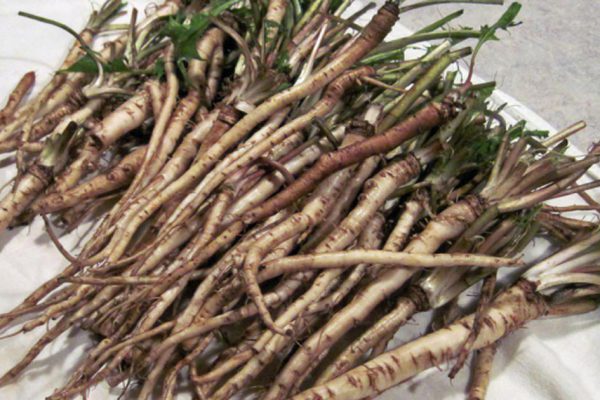 В 100 раз эффективнее химиотерапии! Трава, которая убирает раковые клетки в течение 48 часов.