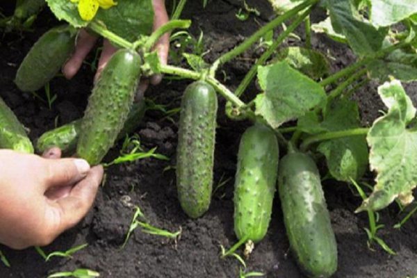Дачнику на заметку. Вот чем можно обработать огурцы без химикатов.