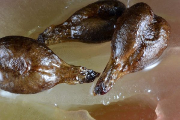 Лекарство от рака всегда было перед нами! Это семя скрывали от всех больше 100 лет…