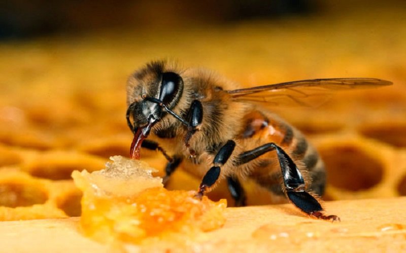 апитерапия лечение укусами пчел