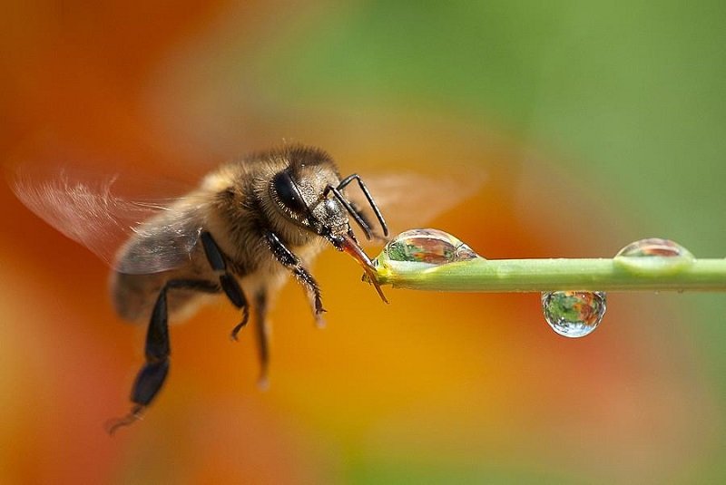 апитерапия лечение укусами пчел