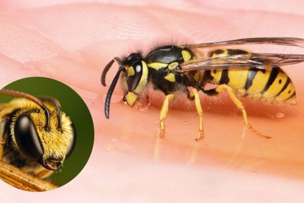 Укусы пчел прописывал своим больным еще Гиппократ… Тяжелые поражения суставов исчезают!