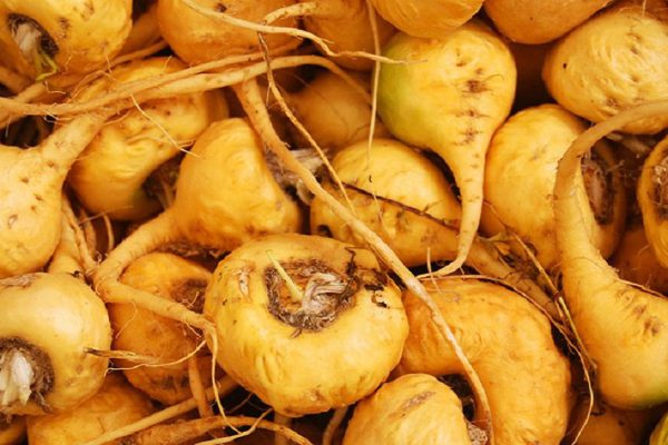 Эти растения проникают в суставы и восстанавливают хрящи в 1000 раз лучше химии!