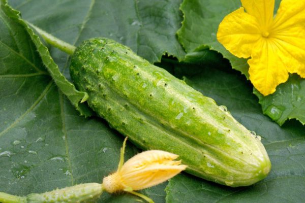 Листовая подкормка огурцов по всем правилам