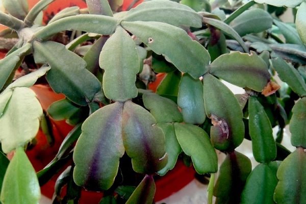 Если ты совершил ту же ошибку, что и я, поставив декабрист в это место, то вскоре его листья опадут, убери его немедленно