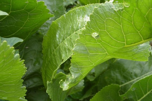 Волшебство листьев хрена: вытягивают соль прямо через поры кожи