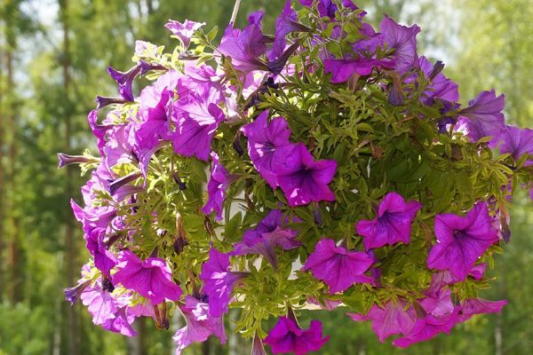 Прошлой весной вырастила шар из петунии, соседи по даче оборвали телефон, так просили описать процесс