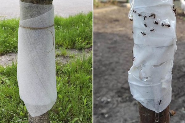 Муравьи достают, делаю для них ловчий пояс, безопасный для деревьев