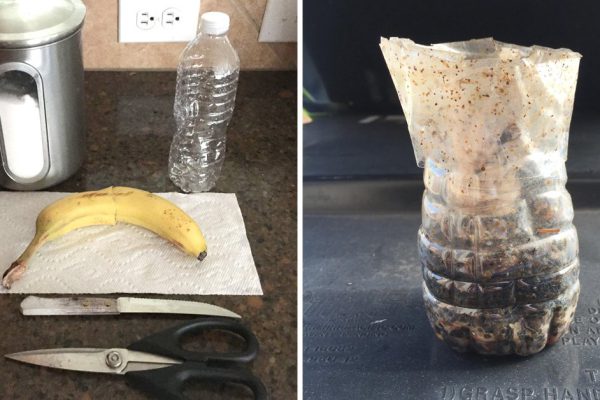 Пластиковая бутылка, вода, банан и секретный ингредиент — вот что избавило меня от насекомых!