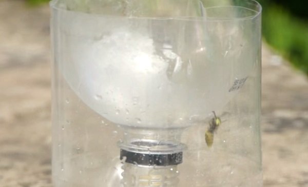 ловушка для ос