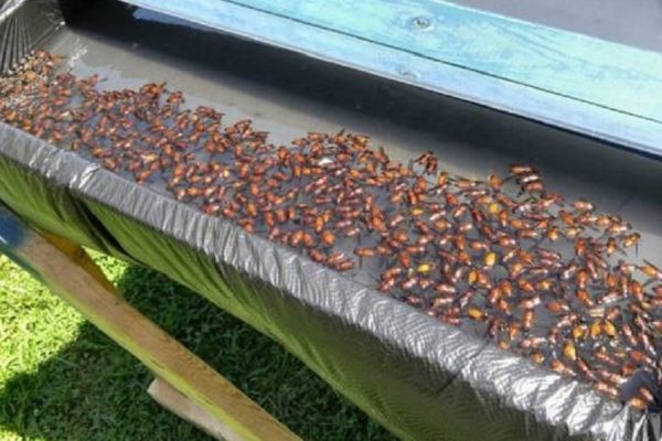 Спасительный лайфхак этого лета! Парень придумал ловушку для слепней, в которой они гибнут тысячами…