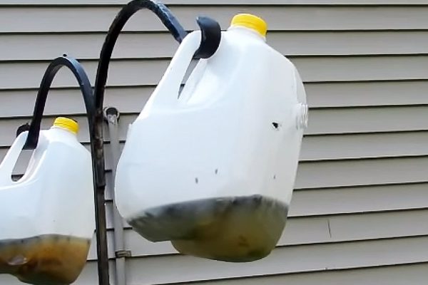 Как собственноручно сделать эффективную ловушку для мух за копейки. Результат впечатляет!