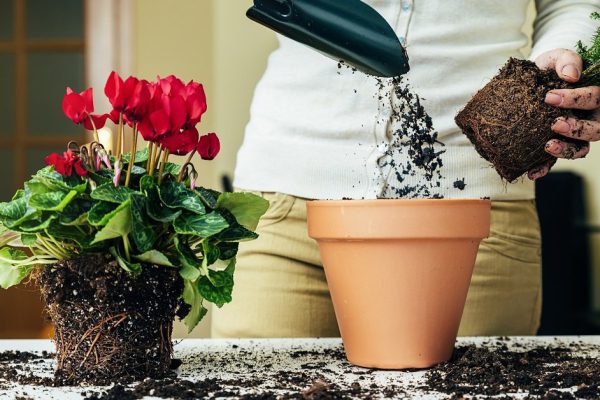 Woman's hands transplanting plant a into a new pot.