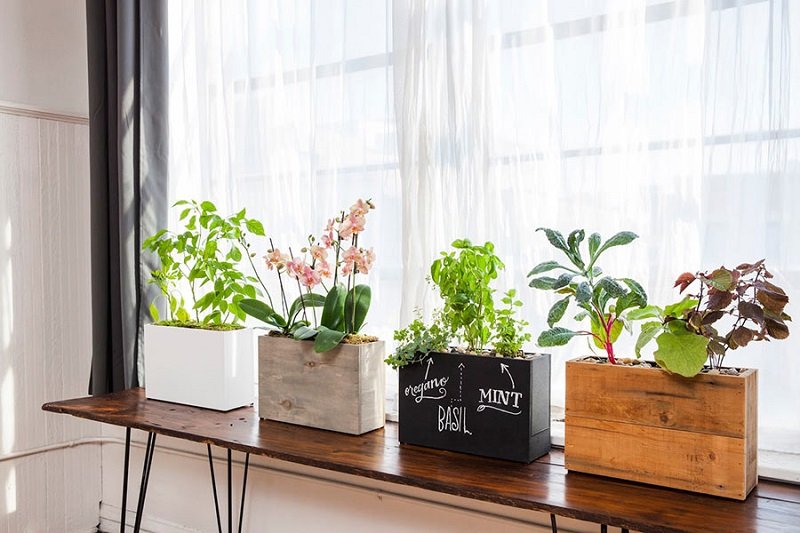 Дизайн комнаты комнатными растениями