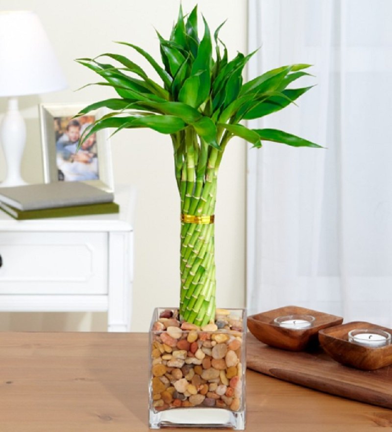 лучшие растения для дома