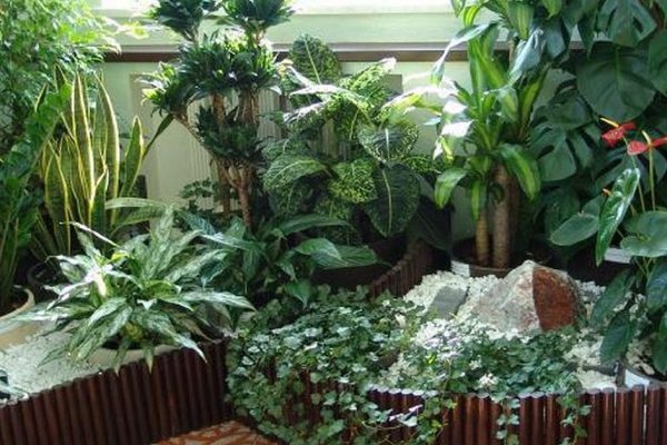 Какие комнатные растения излучают положительную энергию