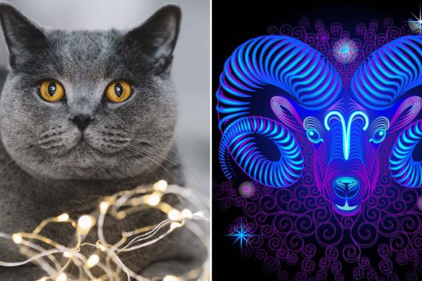 Порода кошек, которая идеально подходит тебе по знаку зодиака