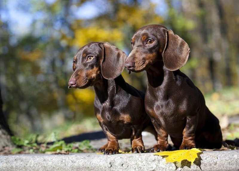 рейтинг лучших собак для квартиры