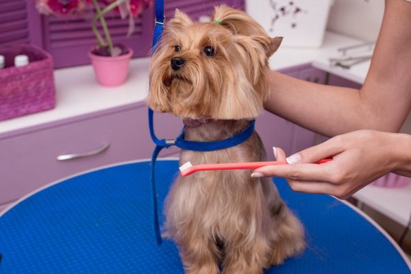 Лучшие породы собак для квартиры