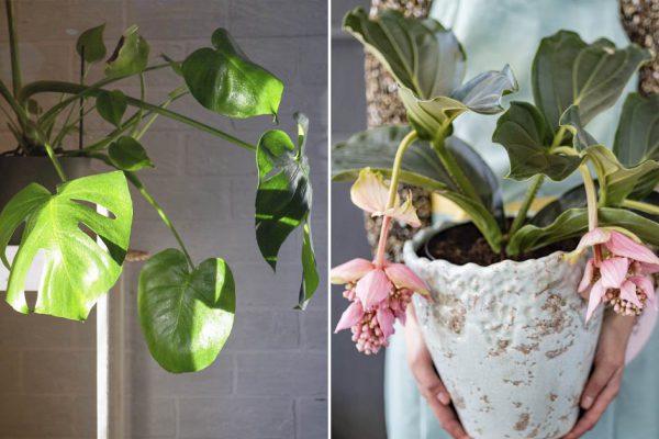 Лучшие комнатные растения, что облагородят даже колхозный интерьер