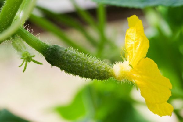 Чем противопоказано удобрять огурцы