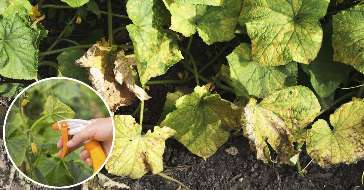 Лучшие удобрения для огурца, а также те, что не стоит использовать