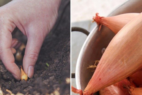 Как правильно сажать лук-сеянку