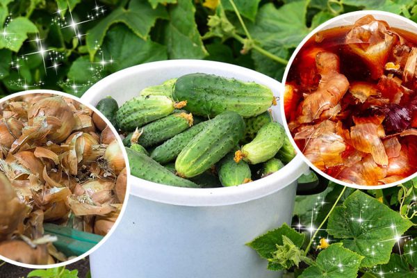 Бабушка целый год собирала луковую шелуху, чтобы летом удобрять огурцы, результат просто фантастический