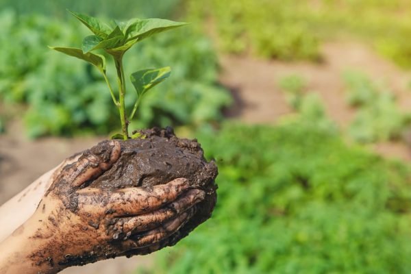 Лунный посевной календарь на 2023 год, распечатала и повесила на холодильник