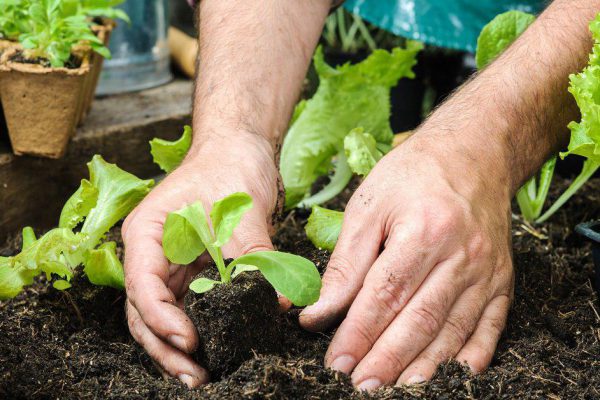 Лунный посевной календарь на грядущий год