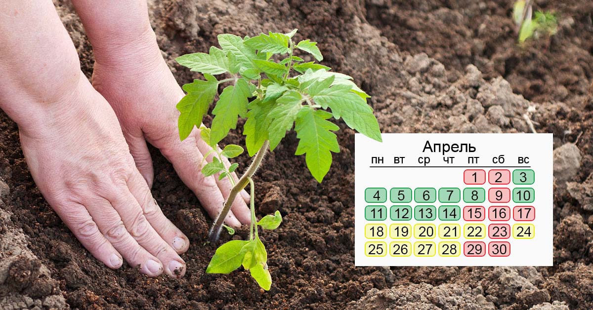 Что нужно срочно посадить в апреле по лунному календарю апреля, числа, открытый, посева, культур, сажать, можно, посадки, нужно, лучше, также, посевной, всего, апрель, будет, грунт, апреле, дачники, календарь, рассады