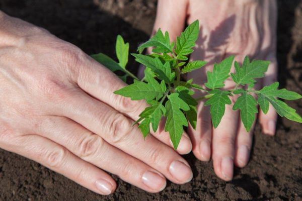 Что нужно срочно посадить в апреле по лунному календарю