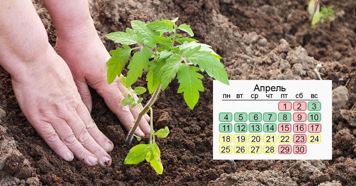 Посадка томатов в апреле 2024 года. Посевной на апрель. Лунный календарь на апрель 2022 года посевной. Что садить в апреле на рассаду. Посевной календарь на апрель 2022.