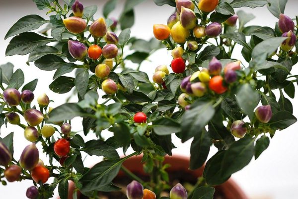 Сажаю огород в мае только по лунному календарю, залог щедрого урожая