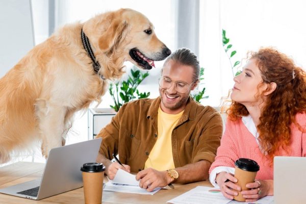 Зачем американцы берут собак на работу: праздник в честь домашних любимцев 24 июня