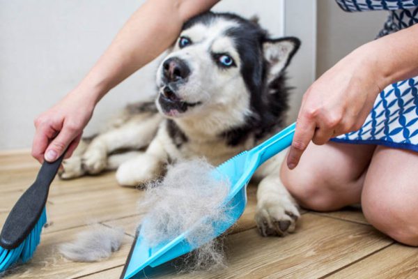 Как очистить квартиру от сюрпризов кота перед Новым годом