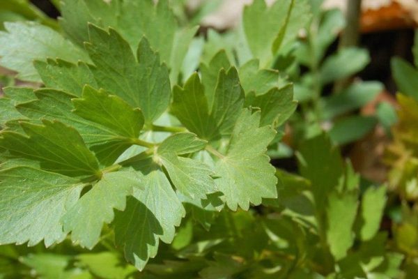 Полезные свойства любистка