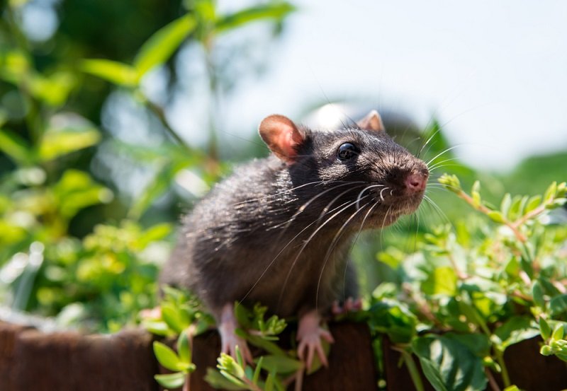 год крысы 2020 для знаков зодиака