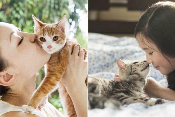 Как приласкать кота, чтобы он понял, что его очень любят