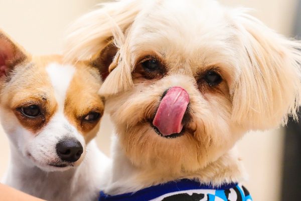 Почему каждому человеку необходимо завести собаку