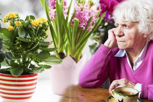 Какие цветы способны одарить деньгами, но лишить счастья