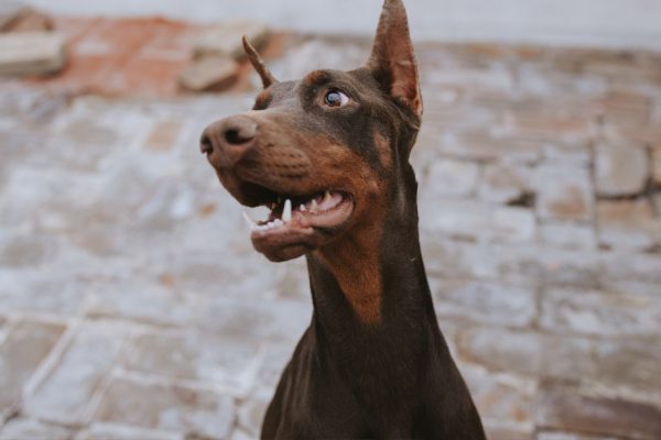 Адские недостатки доберманов, о которых не принято судачить