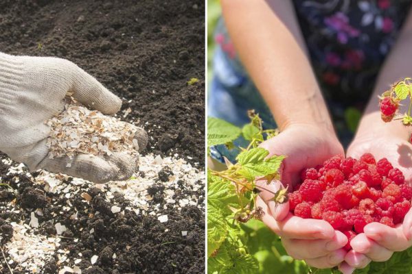 За саженцами нашей малины соседи лазили через забор, бабушка не ругалась, а давала советы по уходу