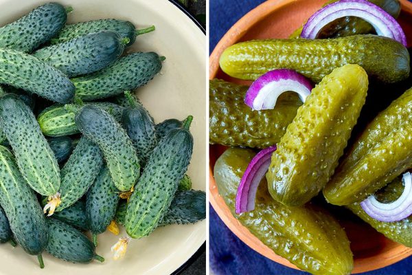 Что хозяйки забывают добавить в банку с малосольными огурцами